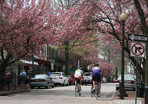 Urban Trees