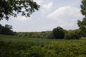 Sadsbury Woods