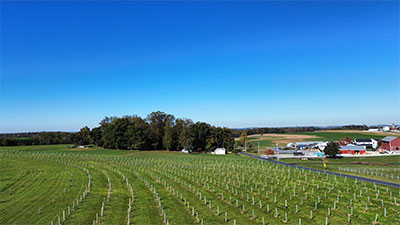 planted trees
