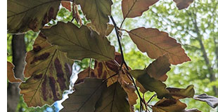 beech leaf